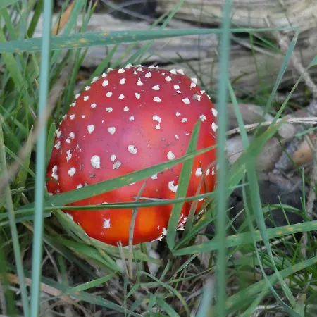 A&b Wellness 6 Personen ヴィラ